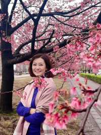 Spring Blossoms Season in Tokyo