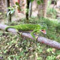 Réserve Peyrieras Madagascar Exotic｜近距離認識馬達加斯加生物