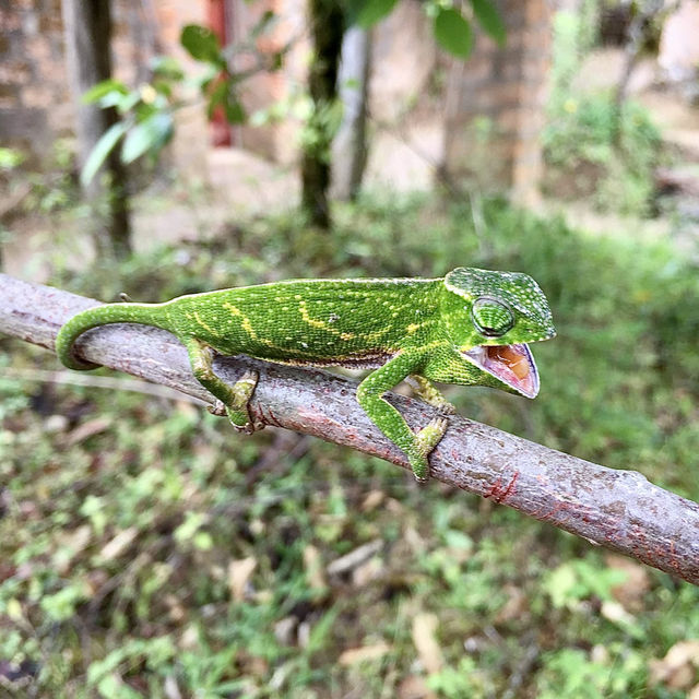 Réserve Peyrieras Madagascar Exotic｜近距離認識馬達加斯加生物