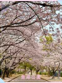 姬路公園-四月上旬，滿開時份，壯觀櫻花隧道