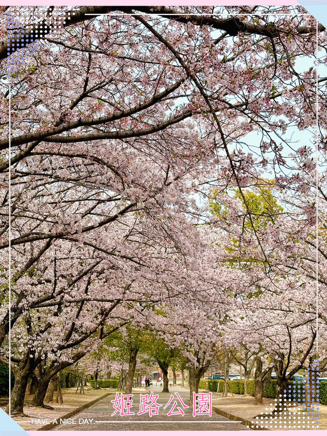 姬路公園-四月上旬，滿開時份，壯觀櫻花隧道