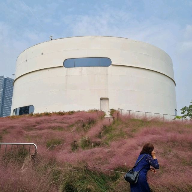 Pink muhly at Shanghai Youguan arts center