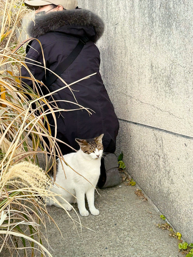 【三崎港】グルメに、お散歩に、三崎の街をたのしもう！