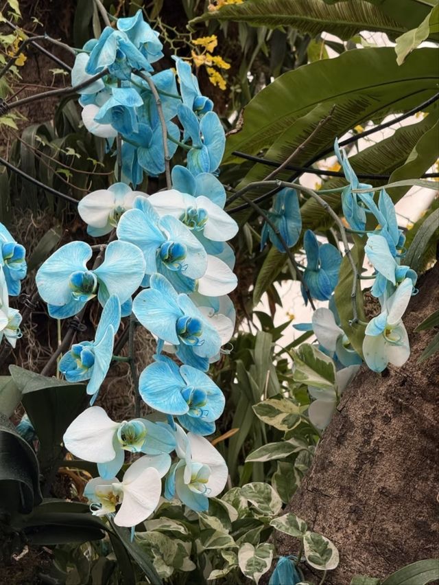 South China Botanical Garden– Guangzhou’s Lush Green Sanctuary