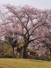 大阪・京都から1 Day Trip🌸🦌