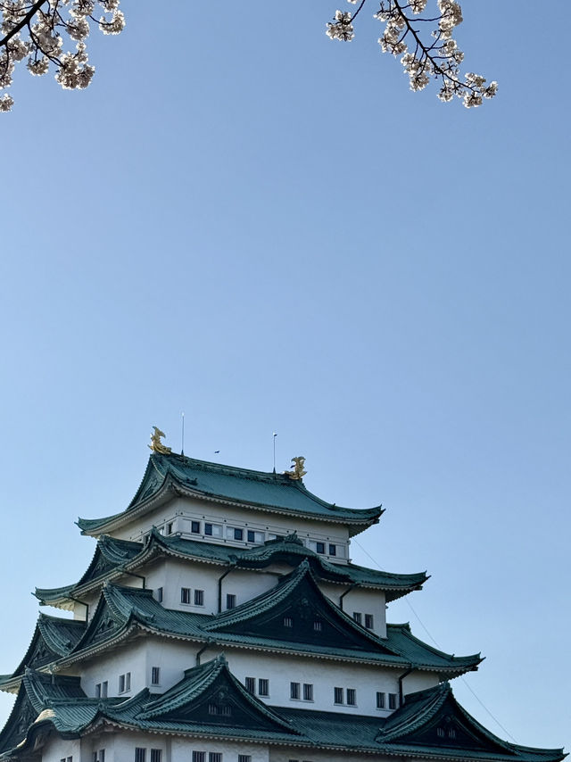 Evening cherry blossom in Nagoya castle @ Nagoya