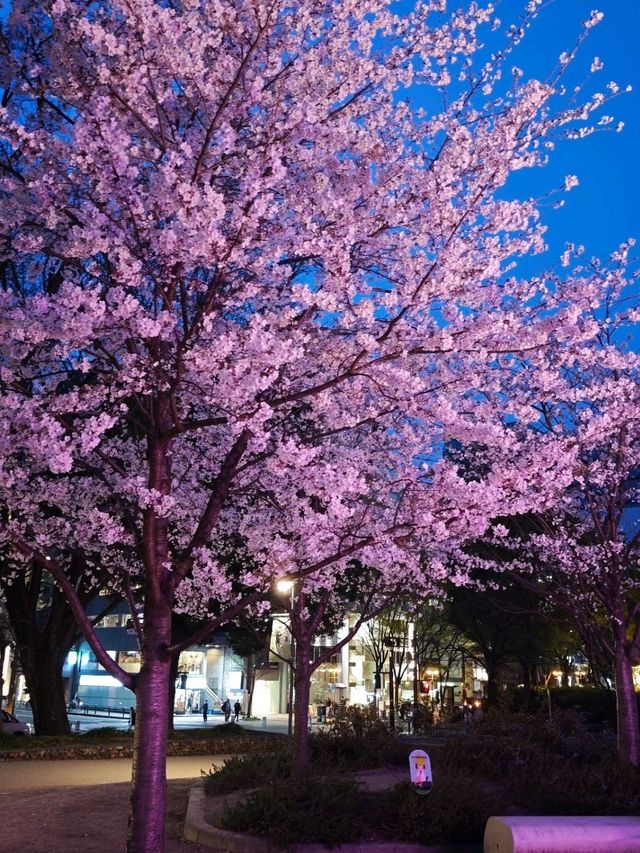 Sakura: Ephemeral Beauty and the Soul of Japanese Spring