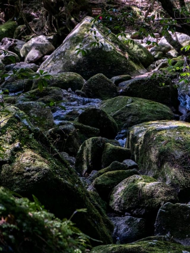 【鹿児島】もののけ姫の舞台にもなったといわれる苔むすもり
