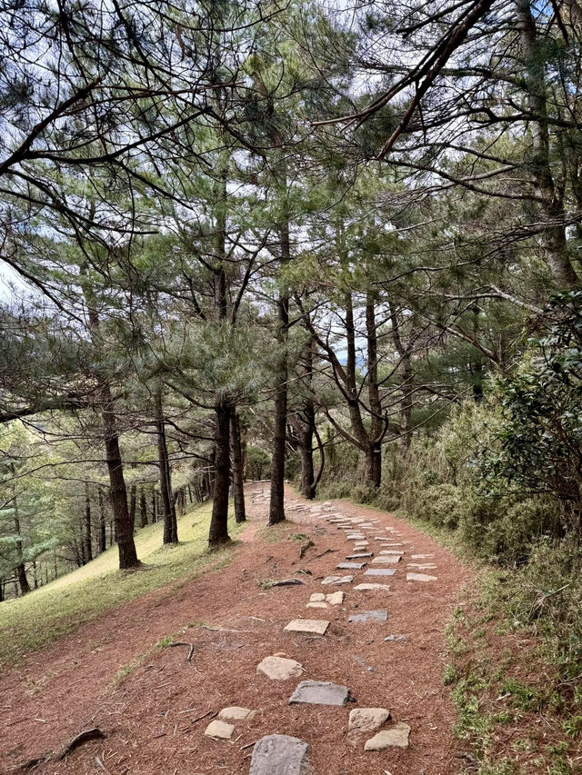 塔塔加的熱門山～麟趾山輕鬆走