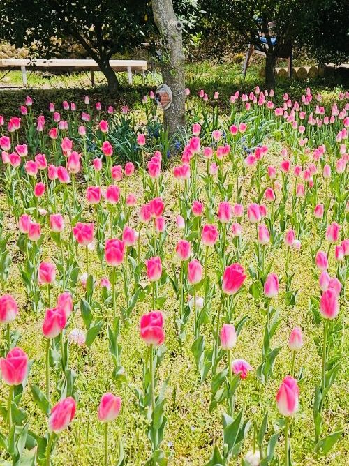 Haneulbit Arboretum: An April Tulip Paradise