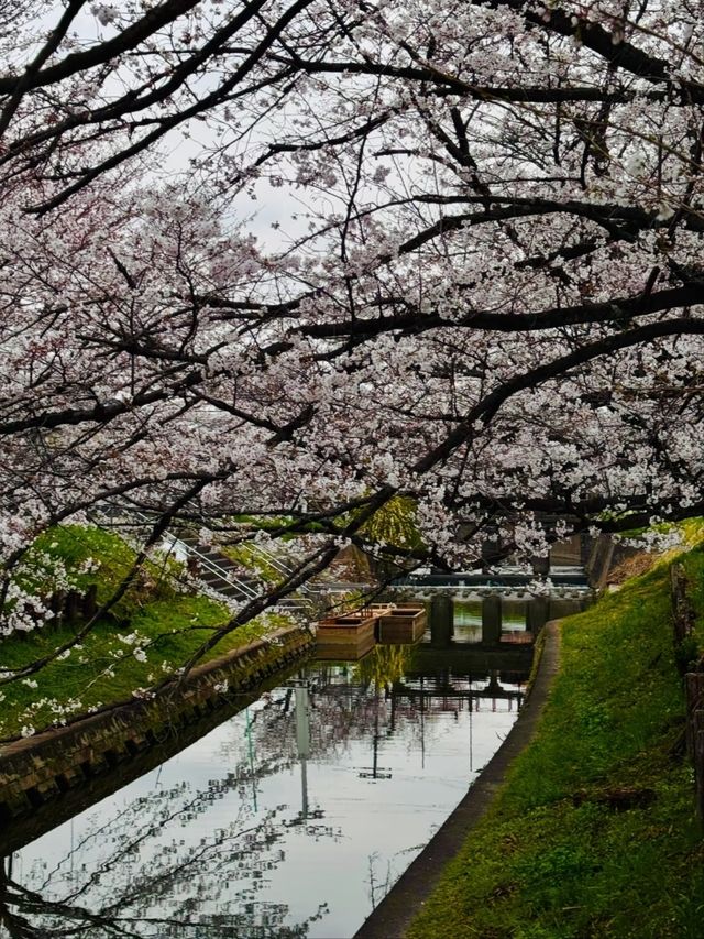 Kawano Himuro Shrine Cherry Blossoms– Saitama's Hidden "Ice Shrine" Sakura