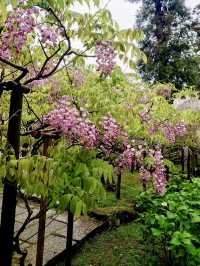 Rainy Day Bliss at Manyo Botanical Gardens