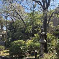 Campus in Bloom – A Serene Spring Walk Through Waseda University