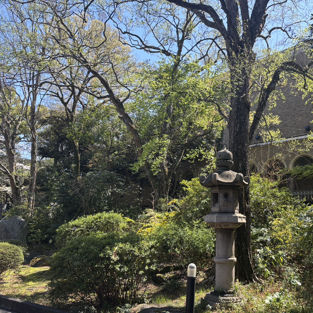 Campus in Bloom – A Serene Spring Walk Through Waseda University