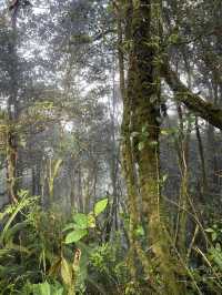Mossy Forest , Cameron Highland มาเลเซีย