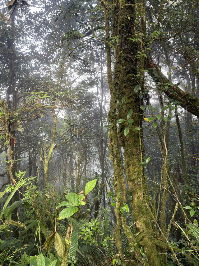 Mossy Forest , Cameron Highland มาเลเซีย