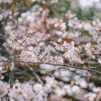 SHUKUGAWA PARK สวนซากุระ ทางยาว 2 กม. ! 🌸
