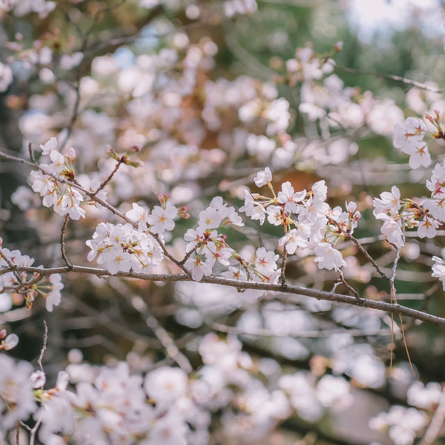 SHUKUGAWA PARK สวนซากุระ ทางยาว 2 กม. ! 🌸