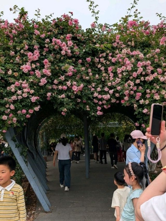 A Dream Among Orchids: A Stroll Through Shanghai Botanical Garden