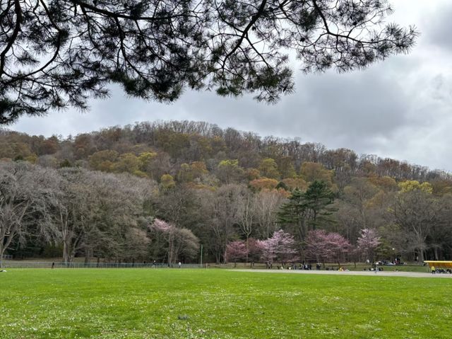 Sapporo's Sakura Splendor: The Ultimate Cherry Blossom Escape at Maruyama Park