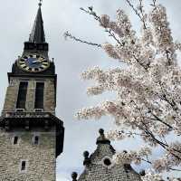 Spring Blooms in Zurich: A Floral Wonderland