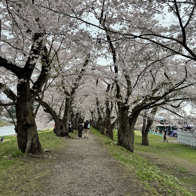 【秋田】武家屋敷通りが美しい桜の名所🌸