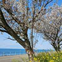 菜の花のじゅうたんと青い海
