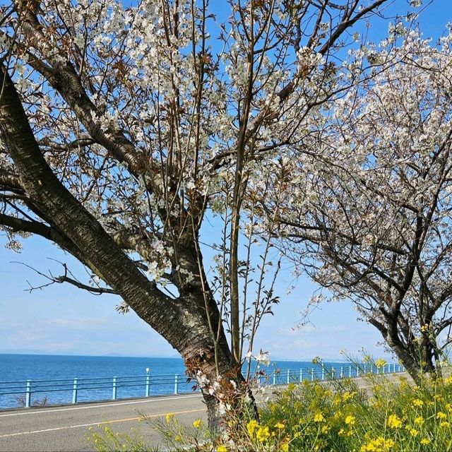 菜の花のじゅうたんと青い海