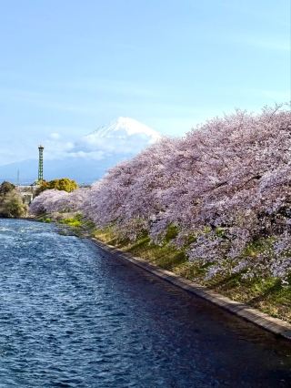 Ryuganbuchi Sakura – A Serene Cherry Blossom Riverside in Fujieda, Shizuoka