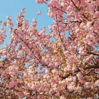 Misa lake Park: Where Spring Unfolds in Double Bloom