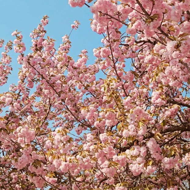 Misa lake Park: Where Spring Unfolds in Double Bloom