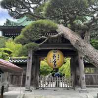 【鎌倉】花の寺として親しまれている長谷寺 見所満載
