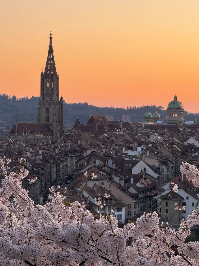 Golden Hour Blossoms at Bern’s Rose Garden
