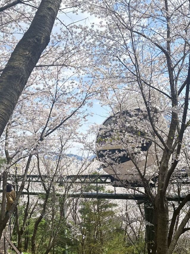 Hidden Cherry Blossom Gems in Korea: A Photo Lover's Dream 🌸✨