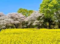 東京賞櫻-百花齊放的國營昭和紀念公園