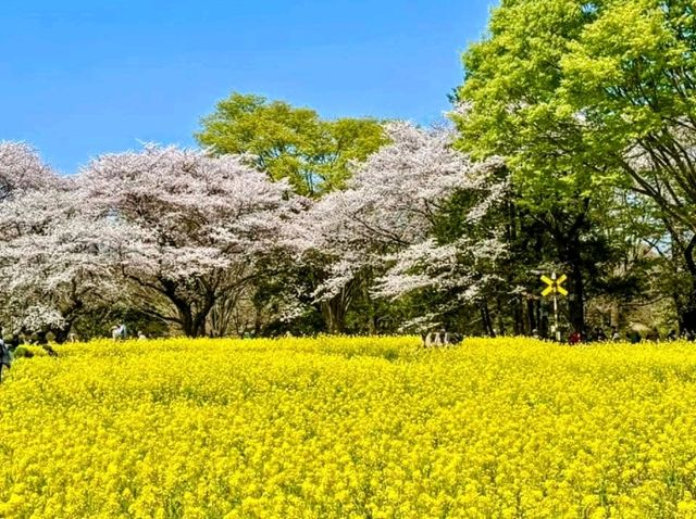 東京賞櫻-百花齊放的國營昭和紀念公園