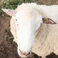ฟาร์มแกะฟีลเมืองนอก: Akha Farmville ดอยช้าง