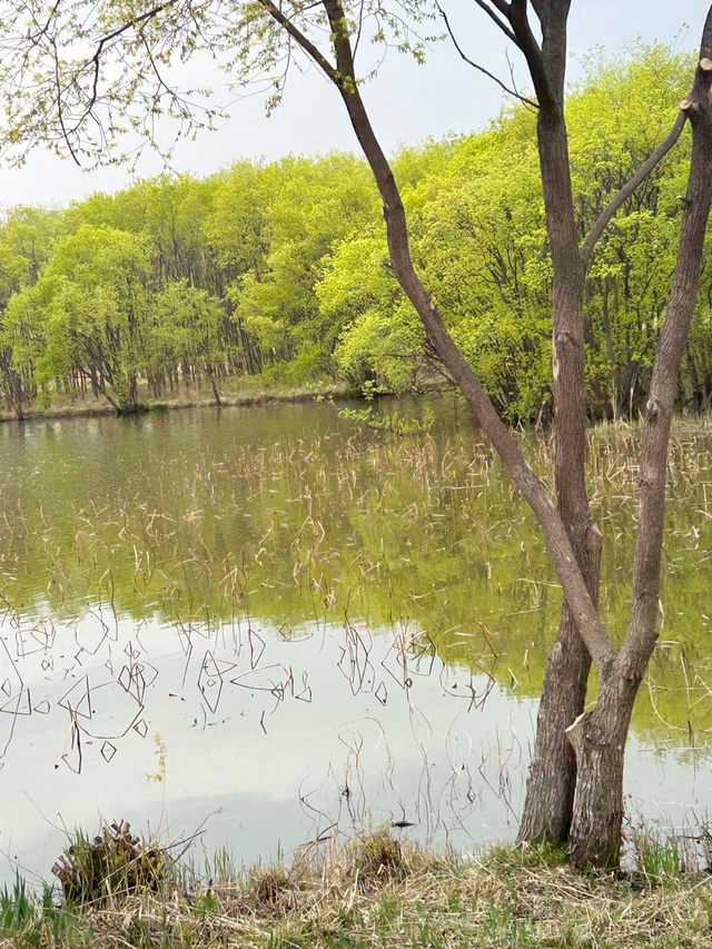 도심 속 자연 쉼터, 오송호수공원에서의 여유로운 산책 🌿🚶‍♀️