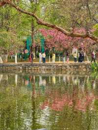 Spring Reflections in the City: A Stroll Through Kunming’s Green Lake Park