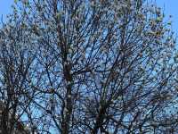 “Whispers of Spring: Sakura Reflections at Hokkaido University” 