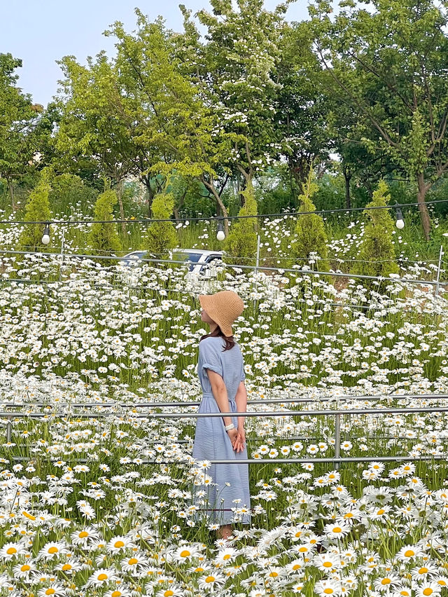 샤스타데이지 카페 아르떼 물들이다 입니다 🩷
