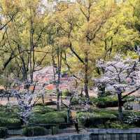 Cherry Blossoms Right in the Middle of Osaka