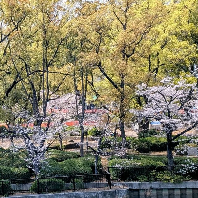 Cherry Blossoms Right in the Middle of Osaka