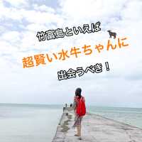 竹富島の水牛が神対応すぎる！