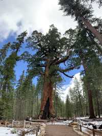 Where Giants Stir: A Springtime Journey Through Mariposa’s Ancient Sequoias