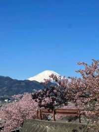 Matsuda Cherry Blossom: A Hidden Spring Gem