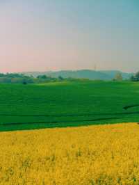 벚꽃 다음은 유채+청보리 사냥 떠나야죠!🌾