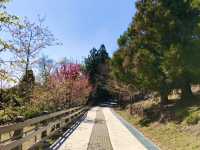 Cingjing Farm — Cherry Blossoms, Sheep & Scenic Peaks in Taiwan