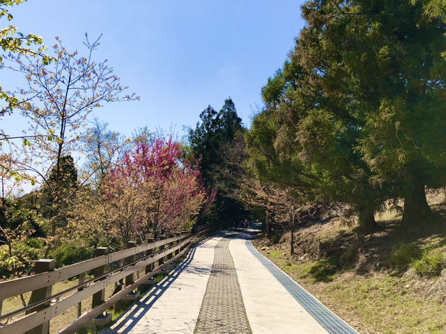 Cingjing Farm — Cherry Blossoms, Sheep & Scenic Peaks in Taiwan