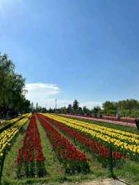 Asia’s Largest Tulip Garden: Indira Gandhi Memorial Tulip Garden, Srinagar